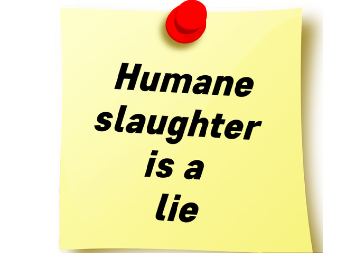 Humane slaughter is a lie because killing an animal that doesn’t want to die is inherently cruel. The term sugarcoats violence, masking the fear, pain, and loss endured by sentient beings for profit or convenience.