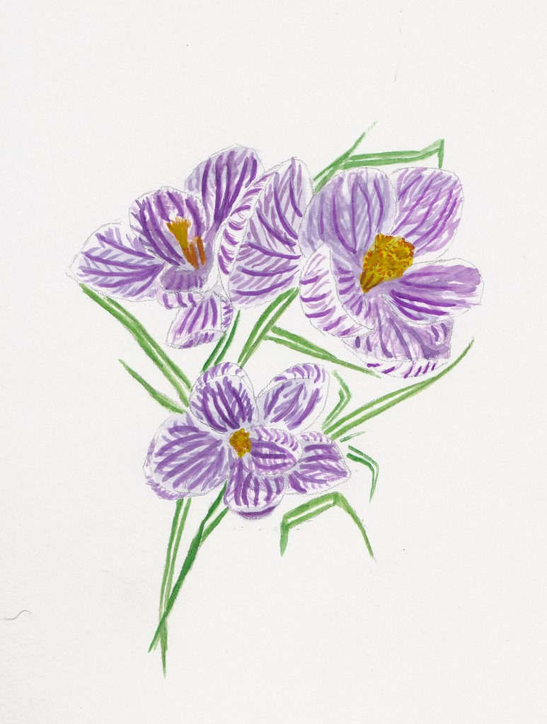 Day 72: Crocus Speiciosus