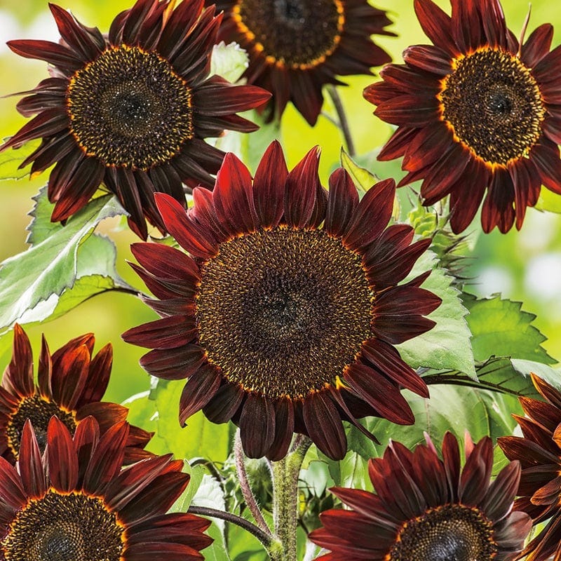 Catalog photo of Black Magic F1 sunflowers