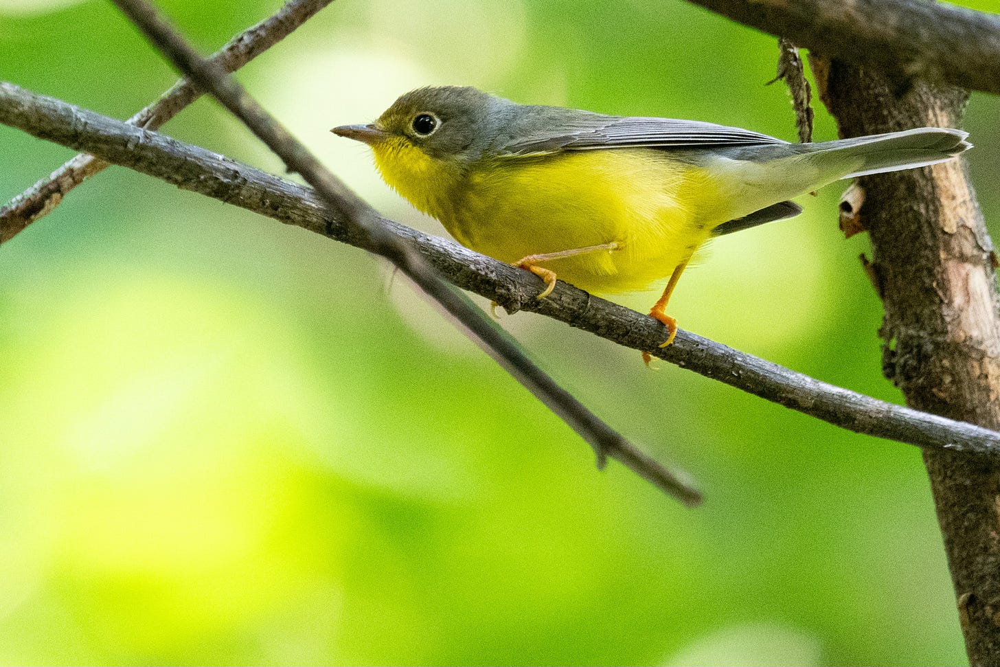 A small bird with a gray back, a yellow neck and belly, and a grayish necklace is perched on a gray twig