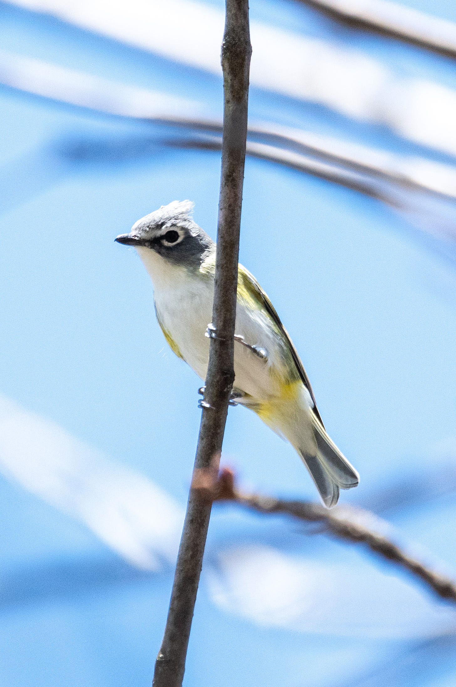 A sharp-looking blue-headed vireo, clinging to a vertical branch, somewhat backlit