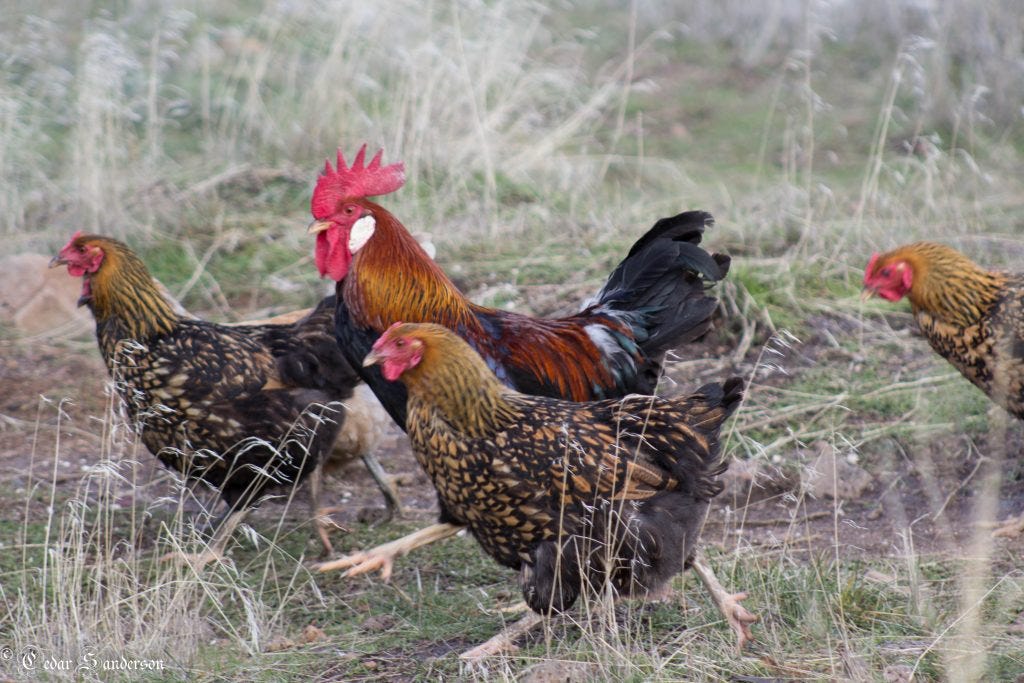 Chicken flock