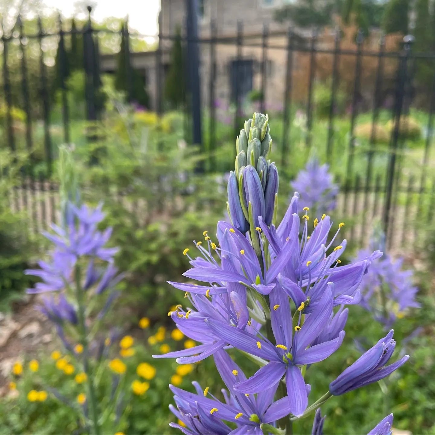 North American native bulbs, Camassia quamash, in the Curb garden last year. 