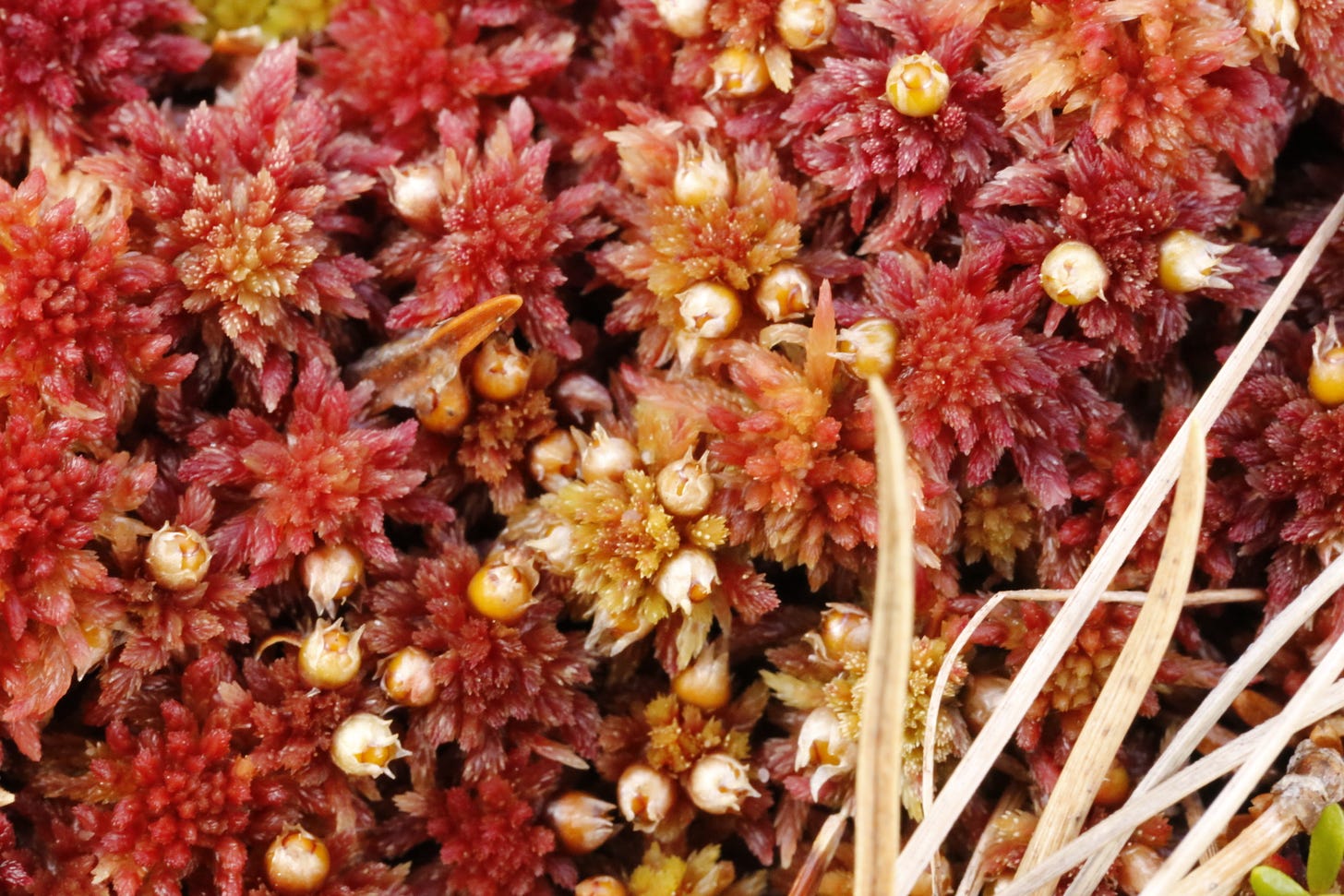 Capsules on acute-leaved bog-moss (Sphagnum capillifolium)