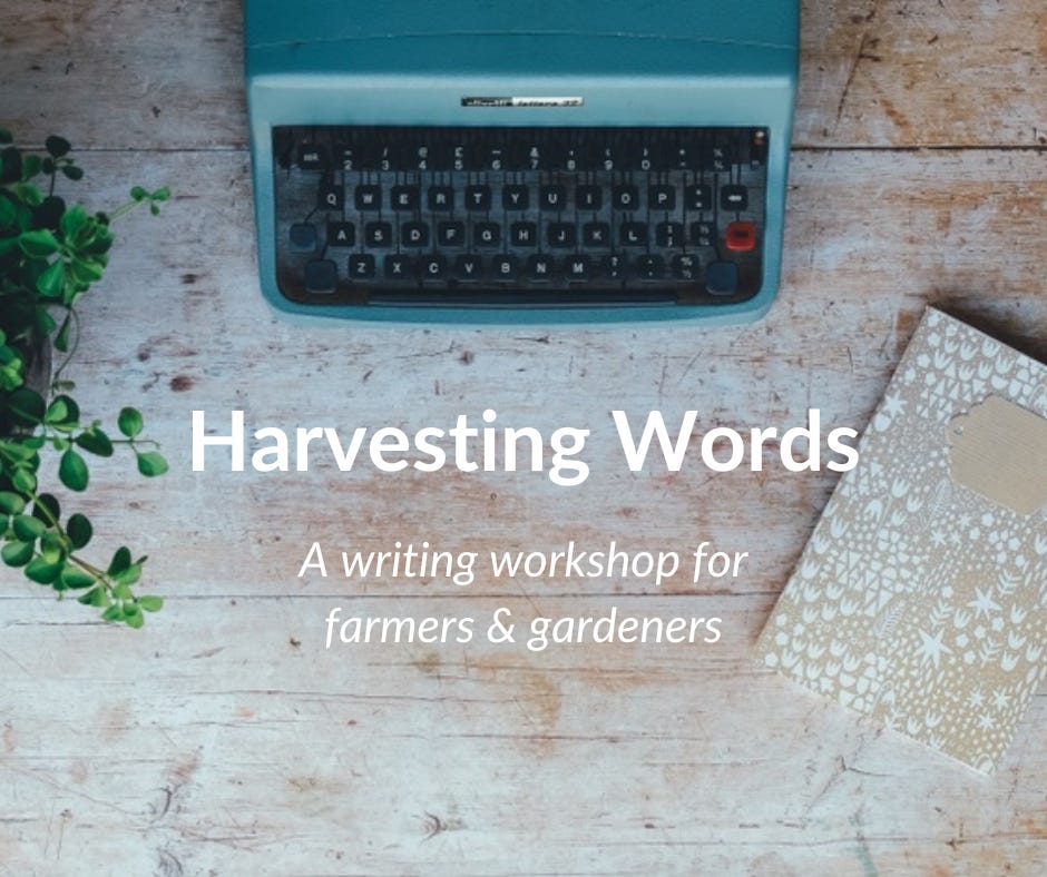 A teal typewriter on a wooden table, with a tan and white notebook and a plant on either side, and text that reads: Harvesting Words, a writing workshop for farmers & gardeners