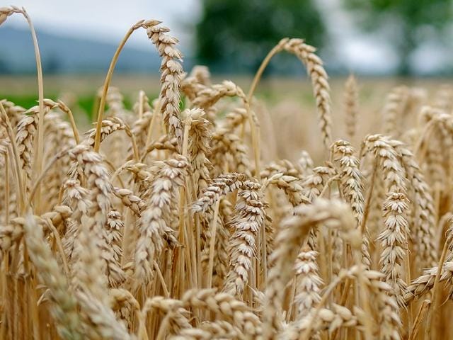 Late Wheat Harvest and Grain Quality Concerns | Agronomic Crops Network