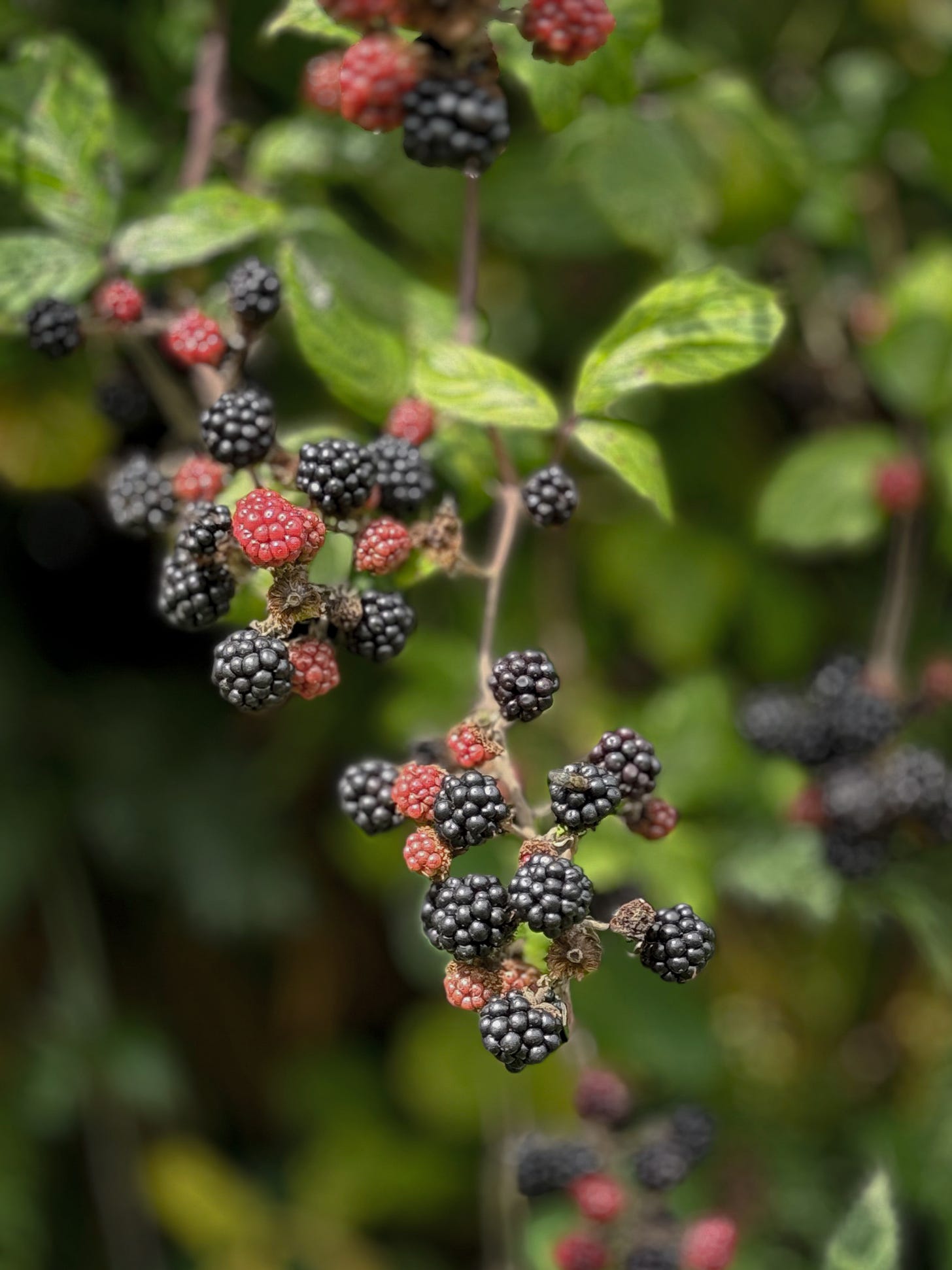 Blackberries ripening in a country hedgerow