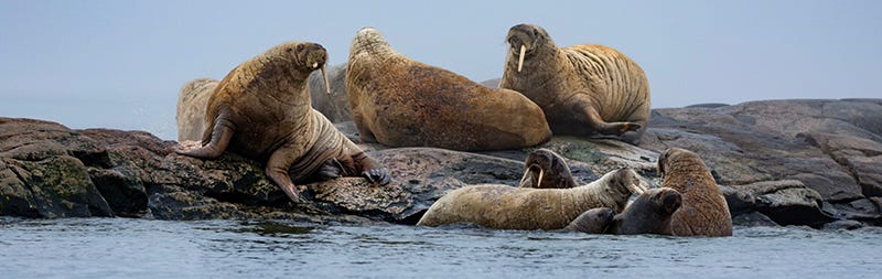 A group of walruses on rocks in the ocean