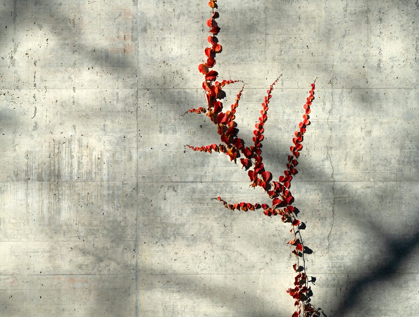 A vine of red leaves growin on a gray concrete wall