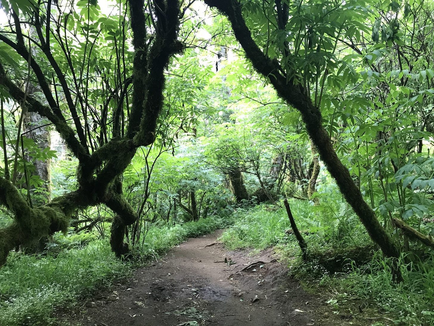 a forest trail 