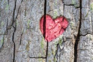 red heart carved in a tree