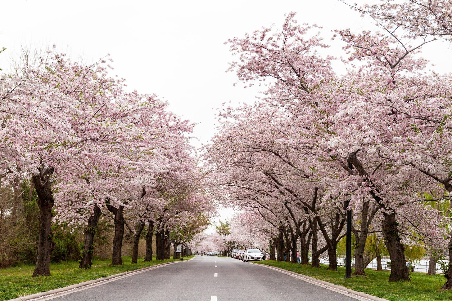 Cherry trees in bloom over a street with parked cars