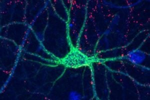 Complex sugar molecules control the formation of perineuronal nets (shown here in green) that surround neurons to help stabilize connections in the brain.