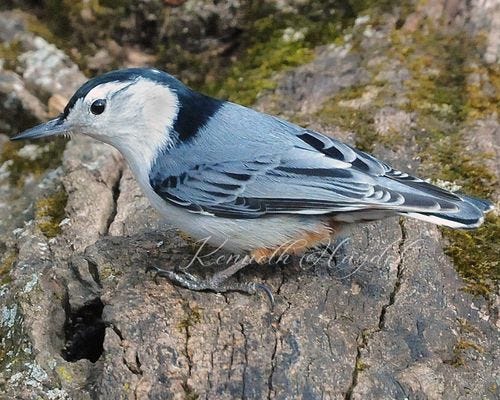 White-Breasted Nuthatch
