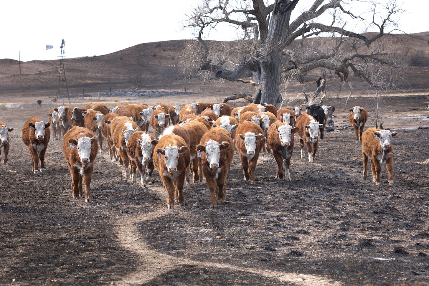 Cattle in a pasture burned by the Smokehouse Creek fire on March 05, 2024 near Canadian, Texas. (Photo by Scott Olson/Getty Images.)