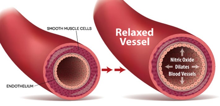 Endothelial cells produce nitric oxide to induce vasodilation