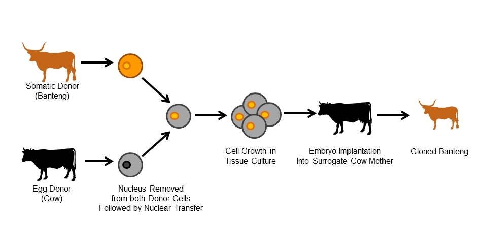 Somatic Cell Nuclear Transfer: the Conservation Genomic Solution You  Haven't Heard Of – WildlifeSNPits