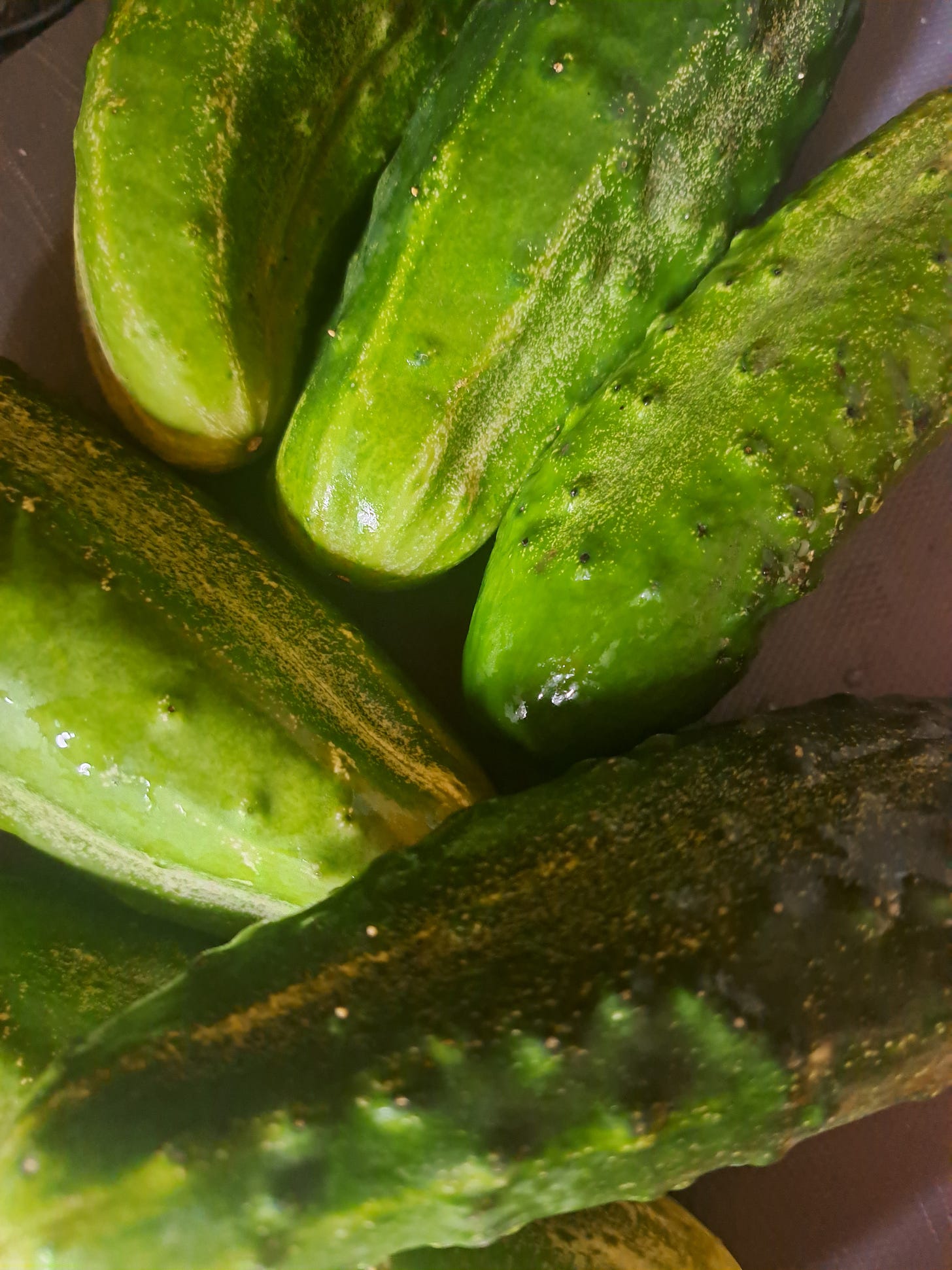 Cucumber varieties fresh off the vine