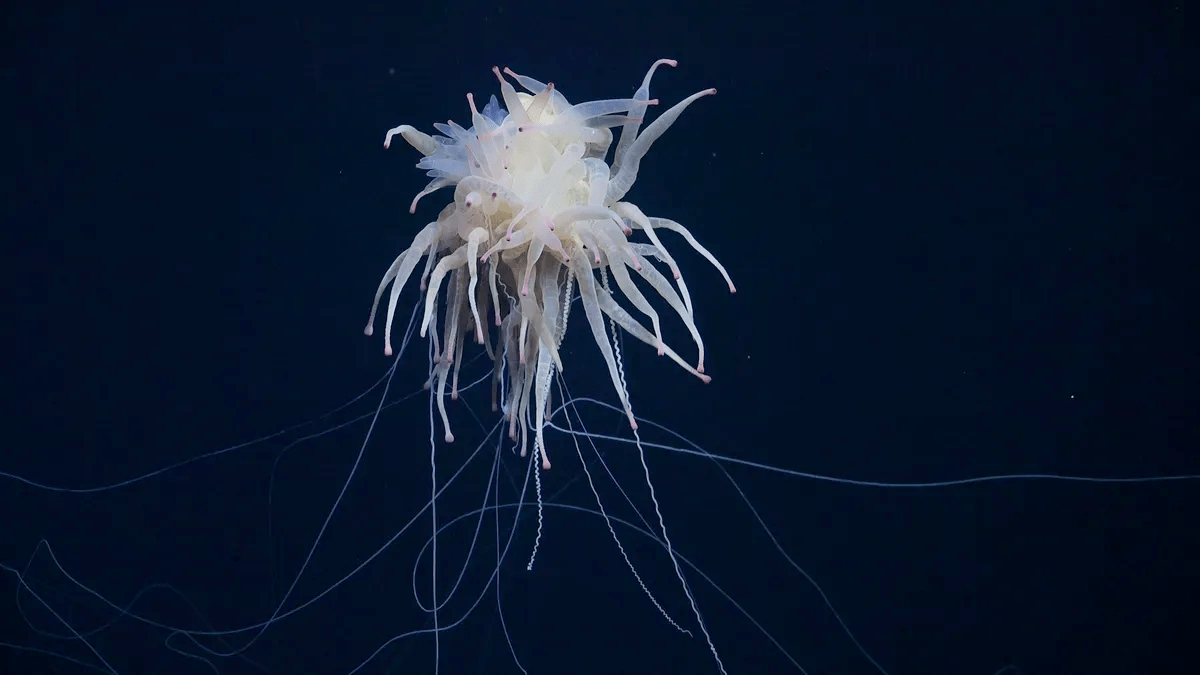 The flying spaghetti monster. Photo: Schmidt Ocean Institute