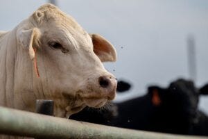 GettyImages-1498550992 cows