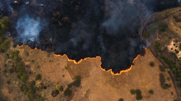 Una red de satélites para detectar incendios forestales en cualquier lugar del mundo: el ambicioso plan que Google ya ha puesto en marcha