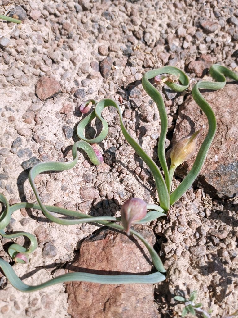 Photo 10: Flat leafed onion buds (Allium platycaule)