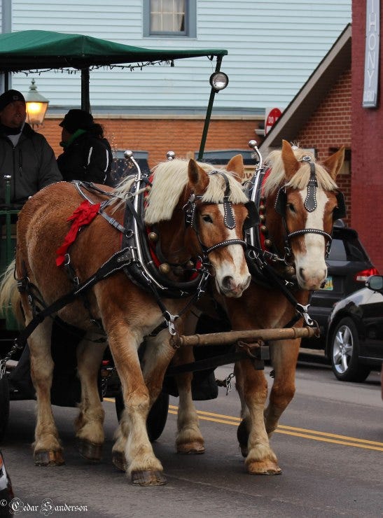 Horses in harness