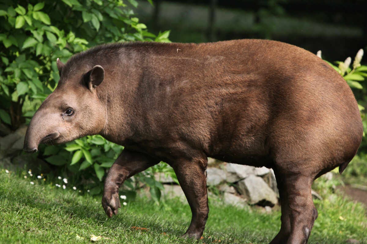 tapiro terrestre