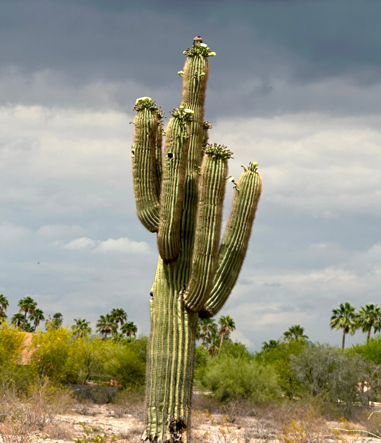 Saguaro blooming in Phoenix