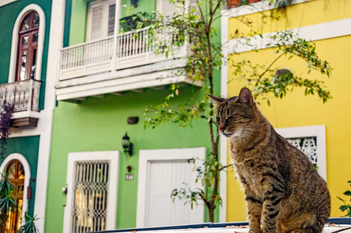 Cats of Old San Juan, Puerto Rico | WattWhereHow?