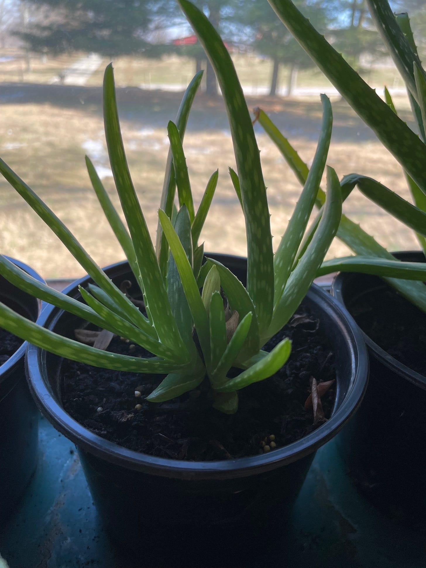 Aloe vera regrown after being chopped just above soil level.