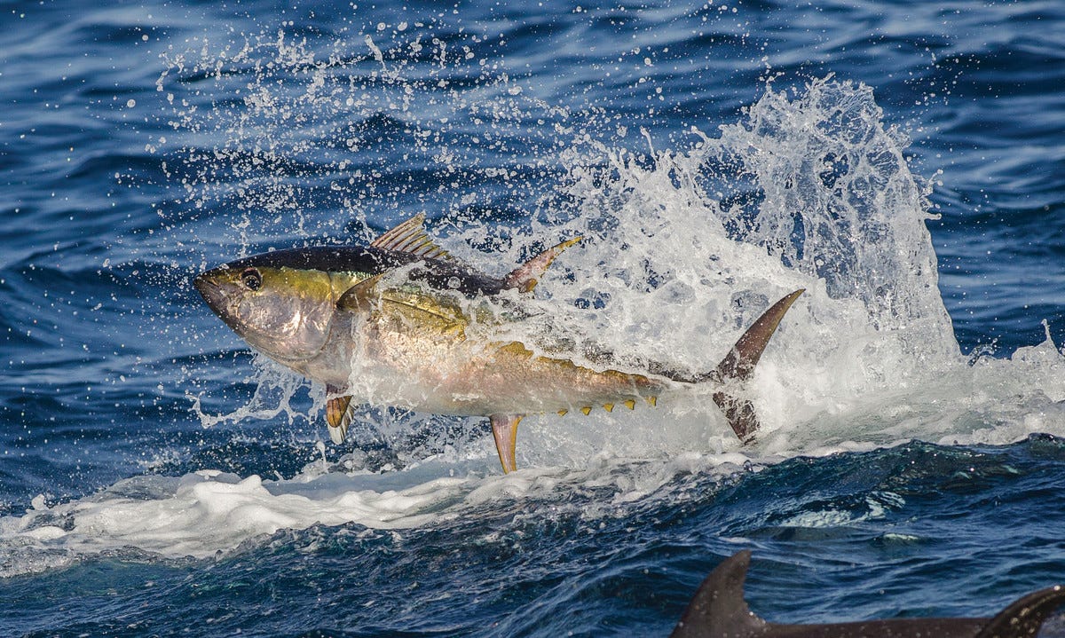 Yellowfin Tuna in Panama - Anglers Journal - A Fishing Life