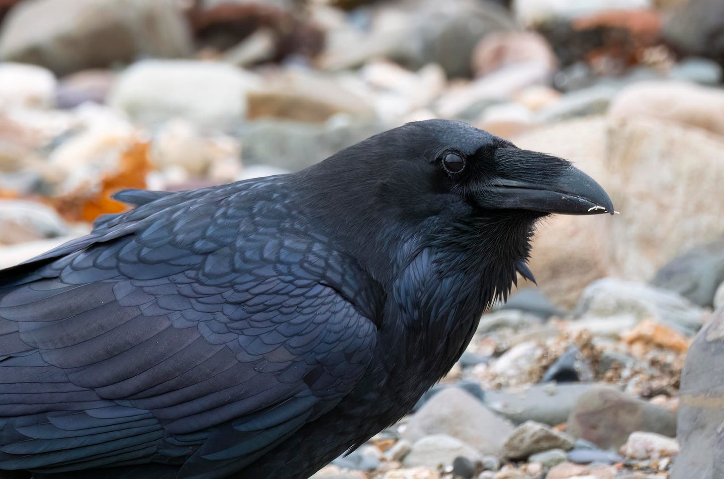 Close-up photo of a raven on a stony shore