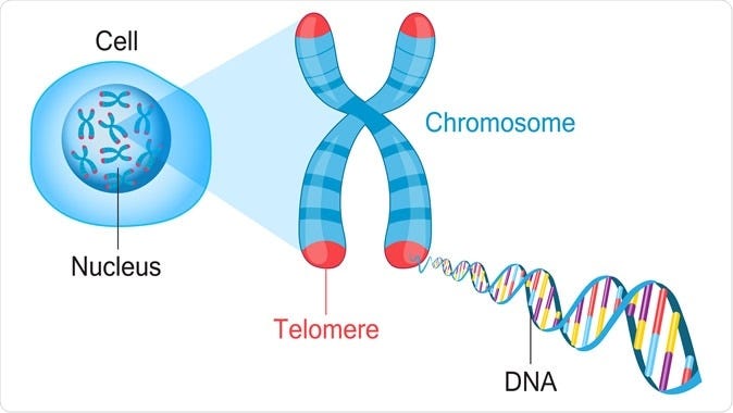 DNA methylation closely linked to telomere length