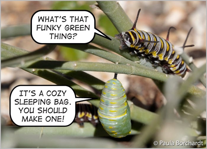 Queen Butterfly larva (caterpillar) contemplating a Queen Butterfly pupa (chrysalis)