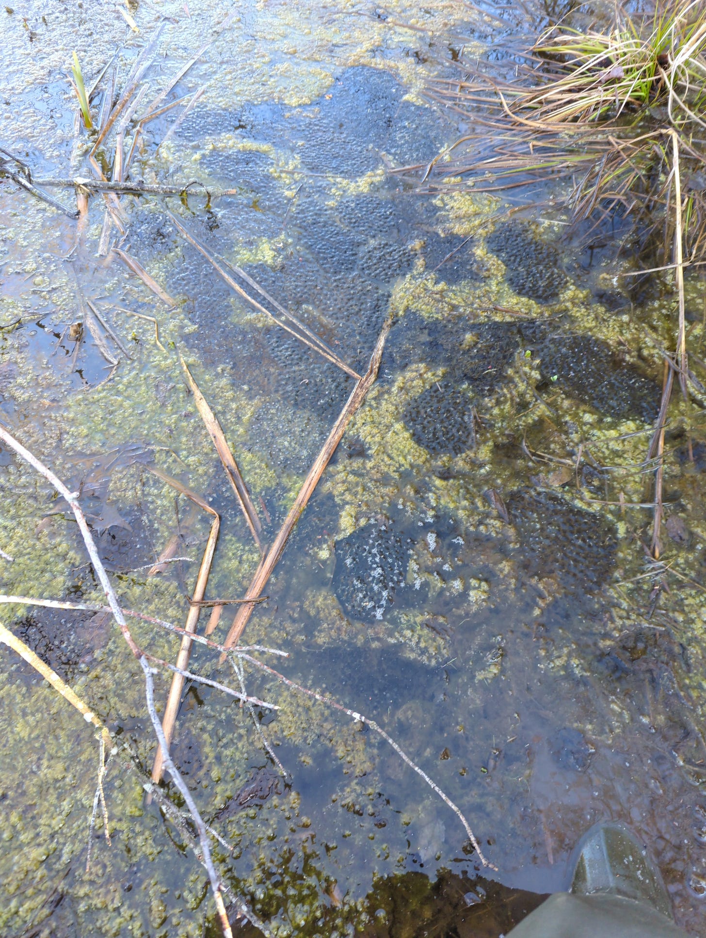 A lot of wood frog egg masses in a vernal pool