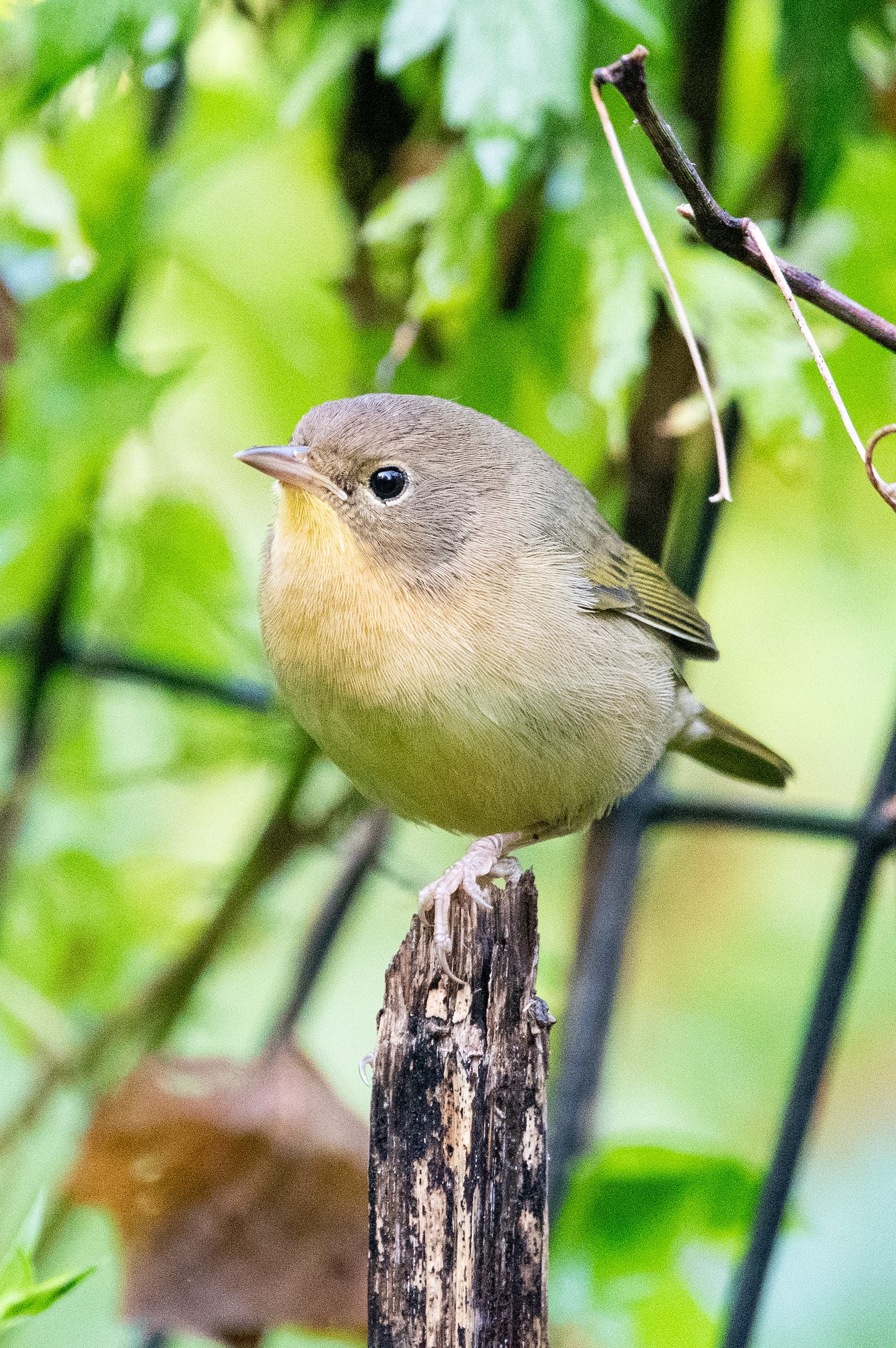 A small rotund bird with a gray face and a yellow chin stands on top of a broken stem