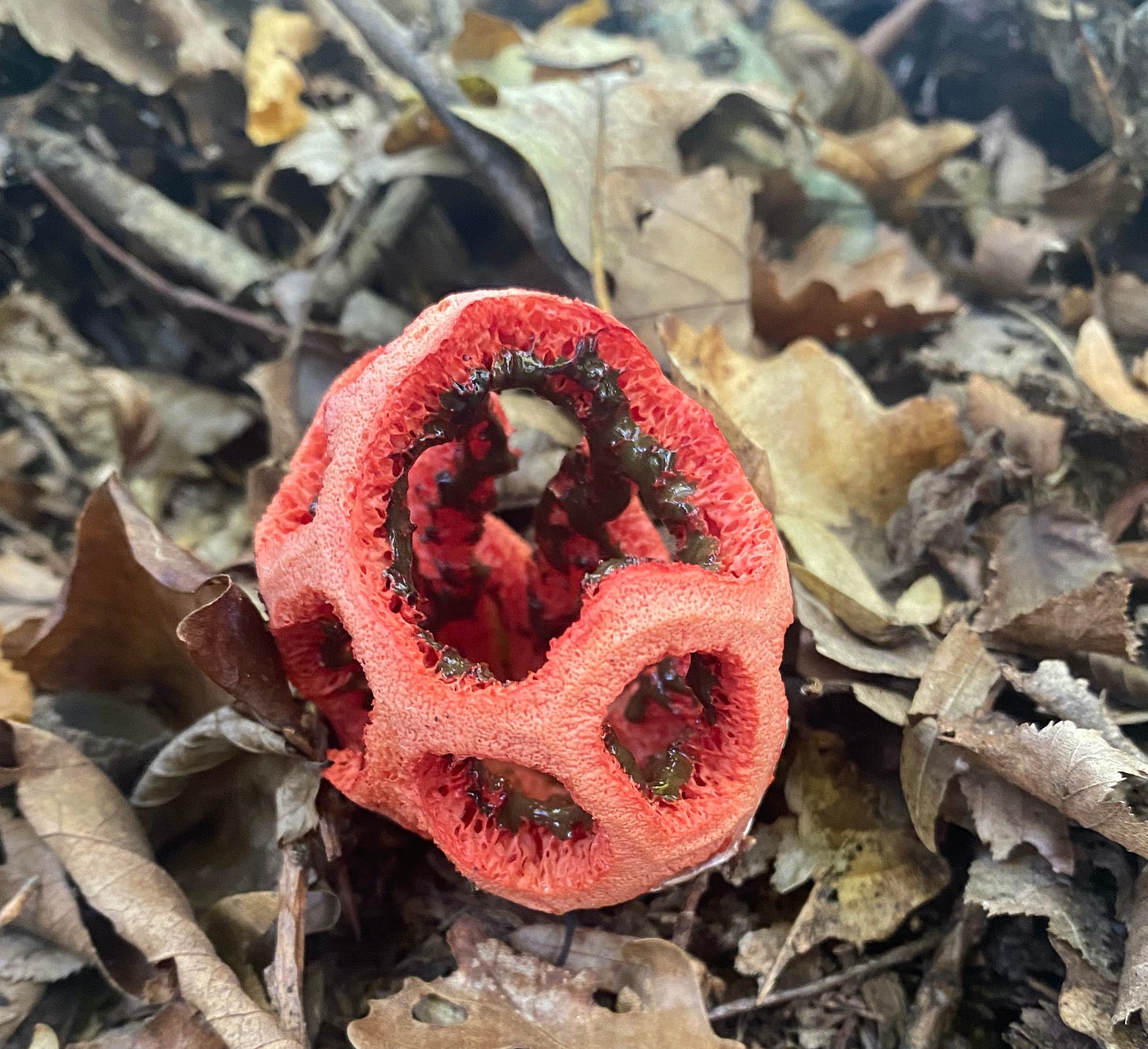 Red Cage (Clathrus ruber)