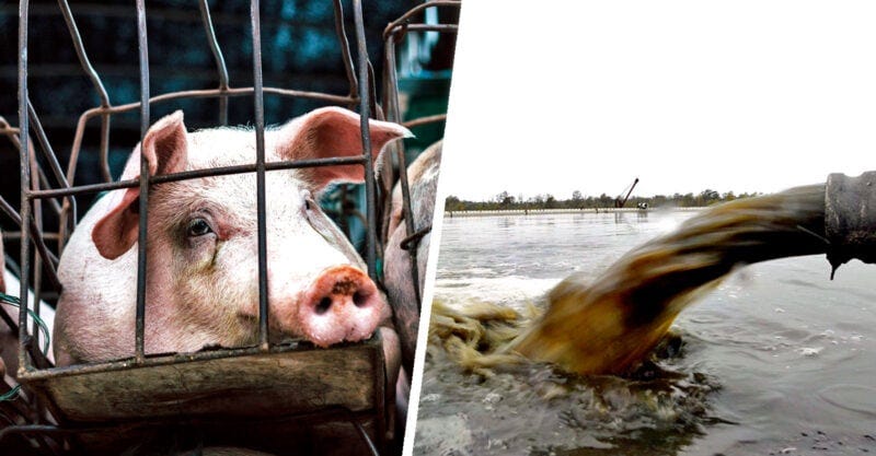 factory farm water pollution epa feature