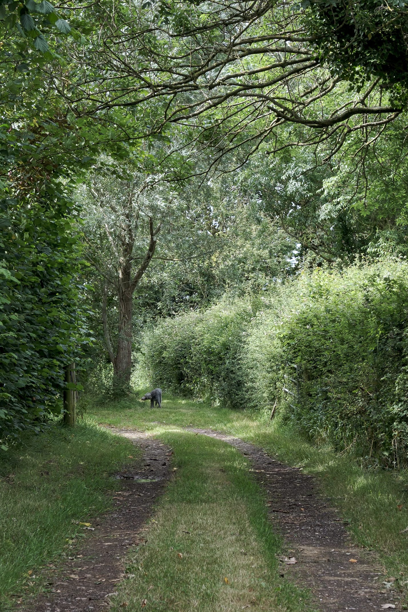 Farm track amongst hedges and trees with lurcher in distance