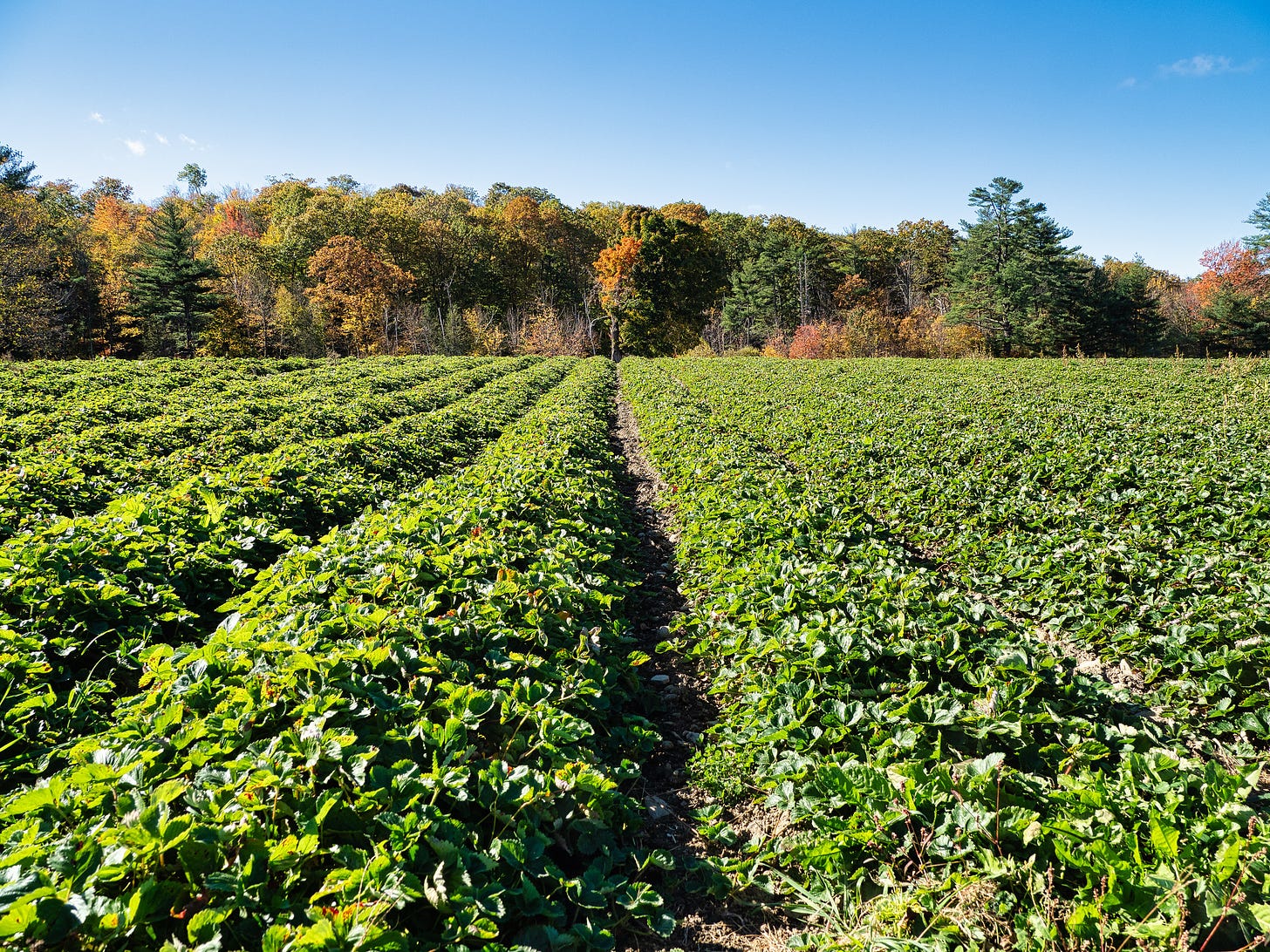 strawberry field