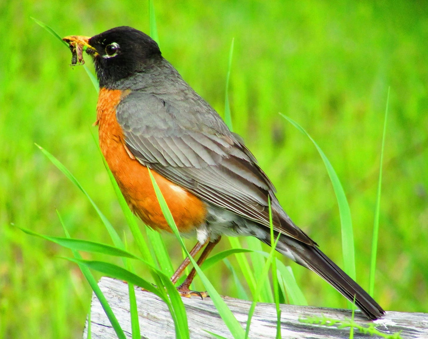 Robin with a worm in its beak