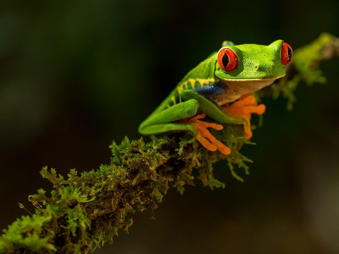 green Frog