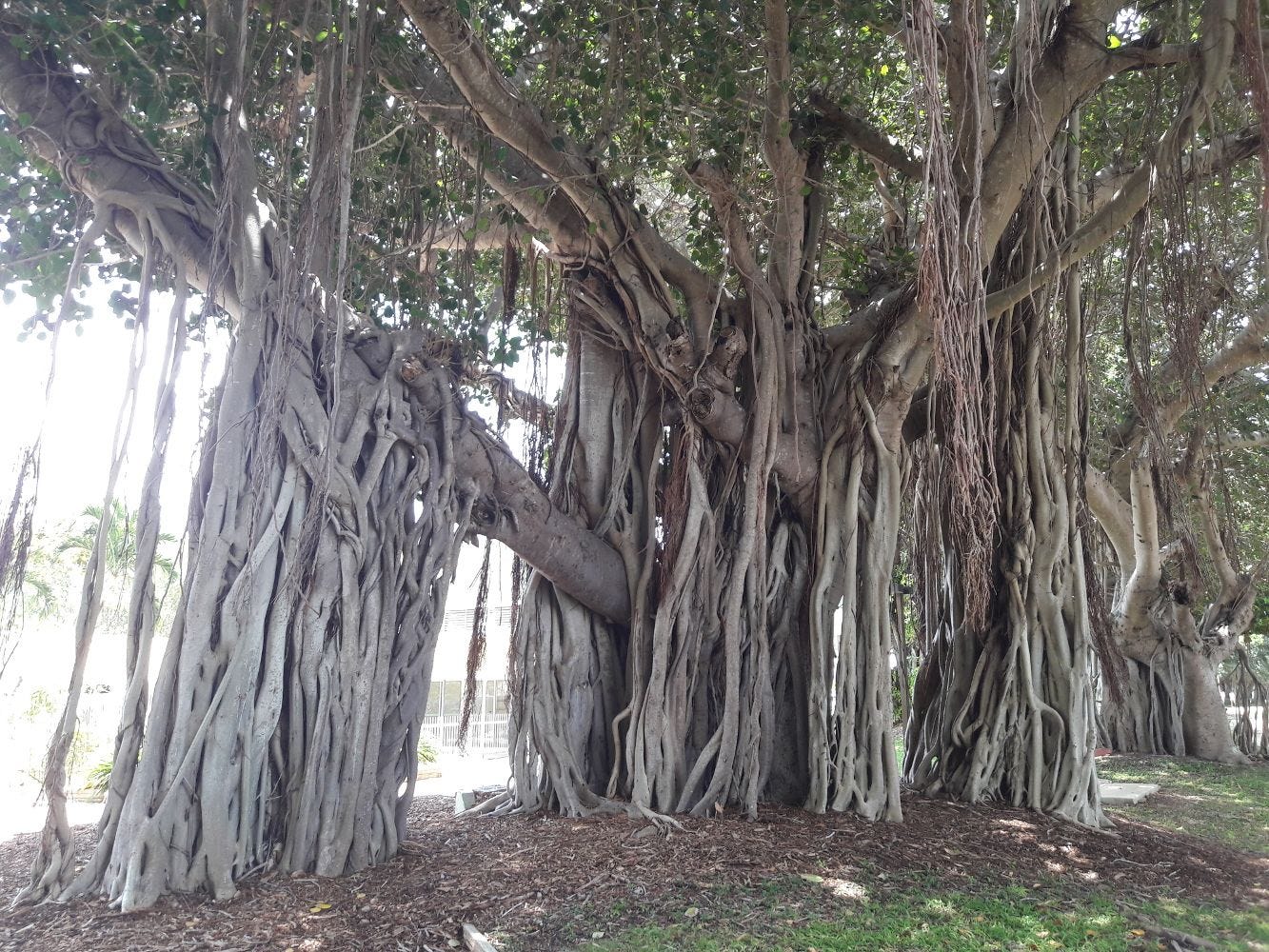 Ficus virens [Aerial Roots - Picnic Bay, Magnetic Island, 2022] sml.jpg