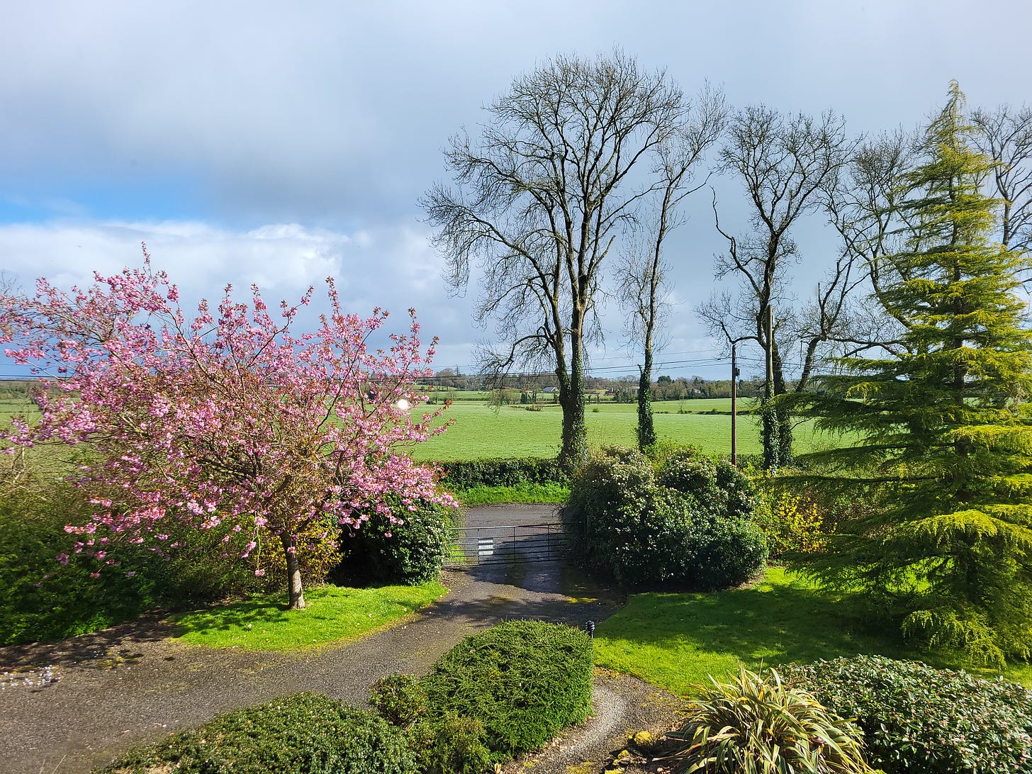 gravel driveway, farm gate, cherry blossom, cedar, ash trees, shrubs, fields stretching into distance
