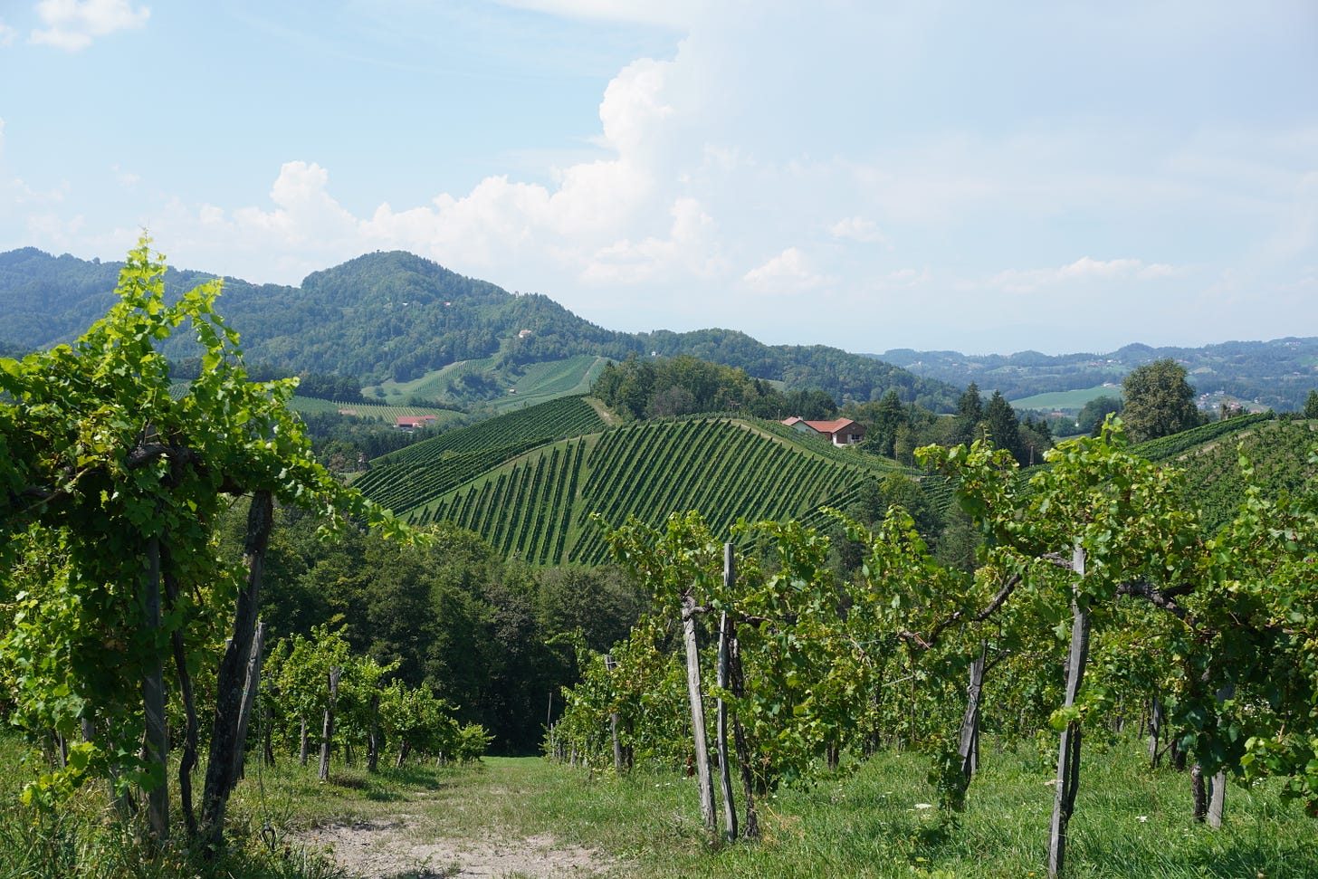 One of Sepp Muster's Opok vineyards, August 2024