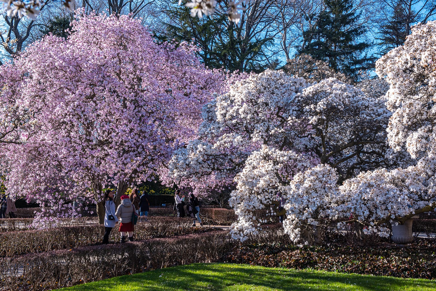 ID: Photo of pink and white flowering magnolias