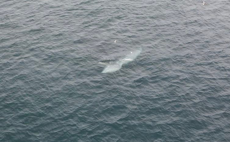 Drone photo of a Bryde's whale in deeper, darker waters, lunging while feeding on small baitfish