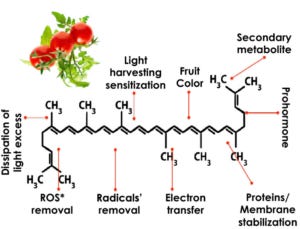 lycopene