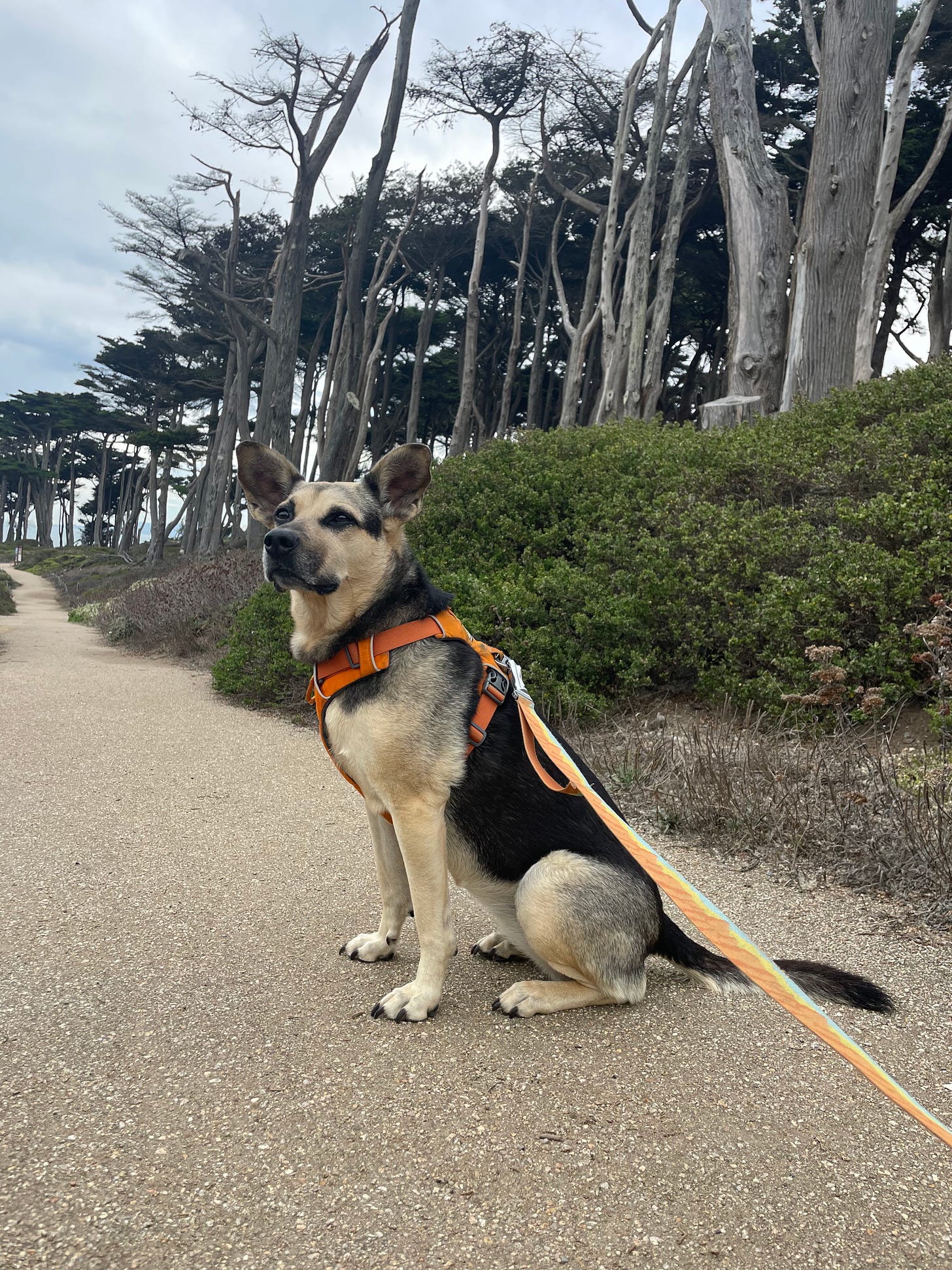 Black and light brown dog in an orange harness sitting on a trail with trees and a grey sky in the background